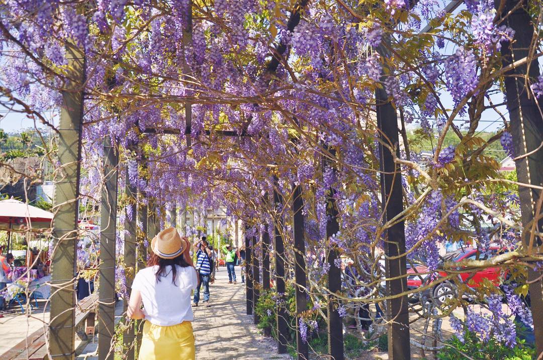 2019嘉義瑞里紫藤花季