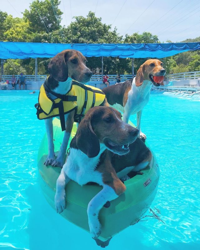 寵物水世界｜GoGo WaterWorld狗狗水世界