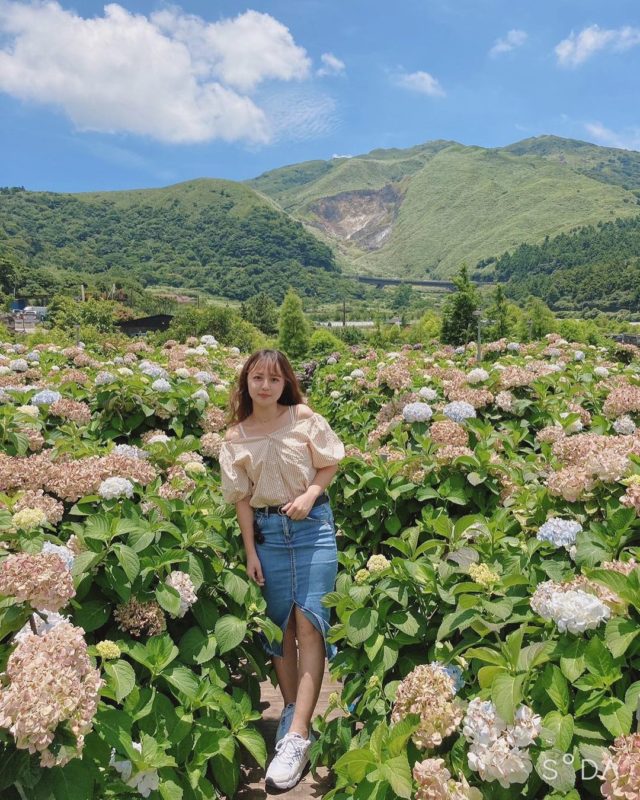 台北繡球花景點｜陽明山繡球花｜高家繡球花田