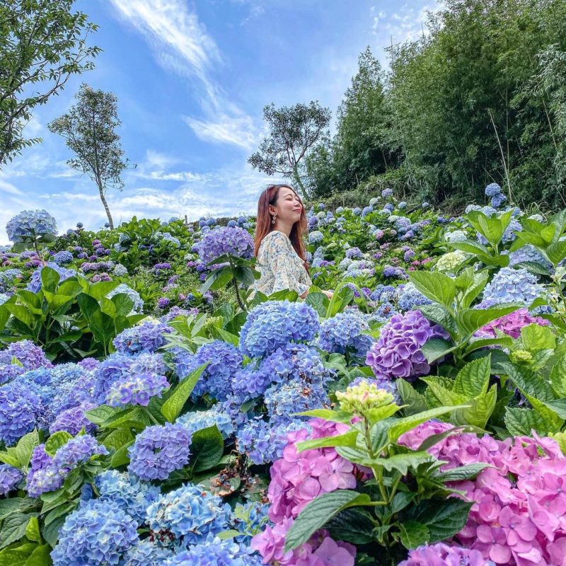 台北繡球花景點｜繡球花｜高家繡球花田