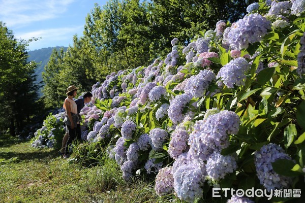 台中 武陵農場繡球花季6月即將滿開！花海步道、夢幻花牆任你拍