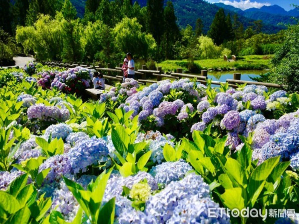 台中 武陵農場繡球花季6月即將滿開！花海步道、夢幻花牆任你拍