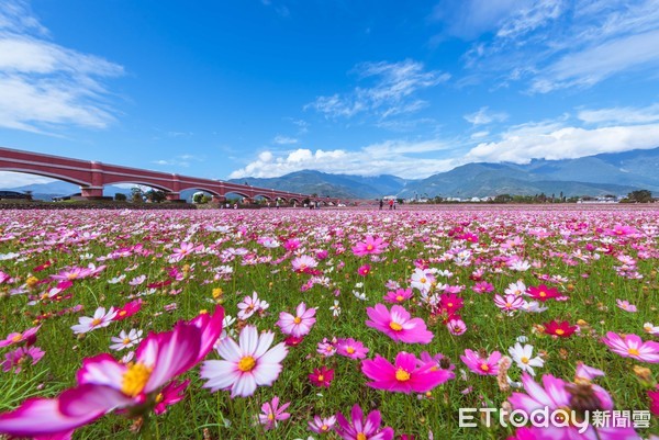 ▲▼台東二層坪水橋波斯菊花海。（圖／台東水保局提供）