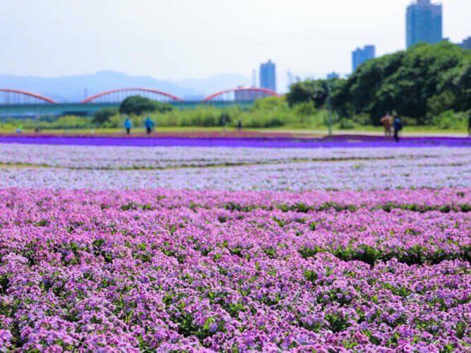  台北古亭河濱公園出現紫色風暴！媲美日本芝櫻的漸層地毯花海 