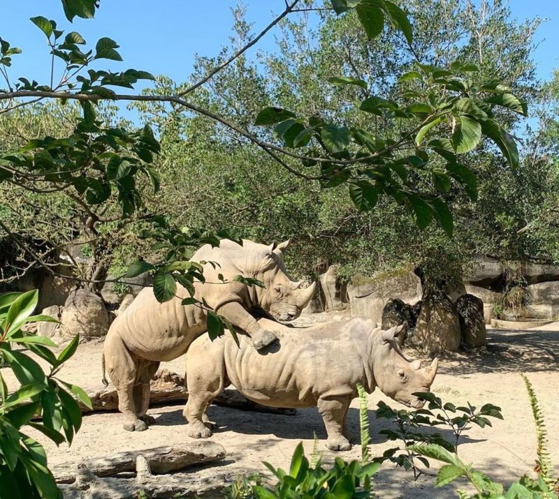 台北市立動物園怎麼去