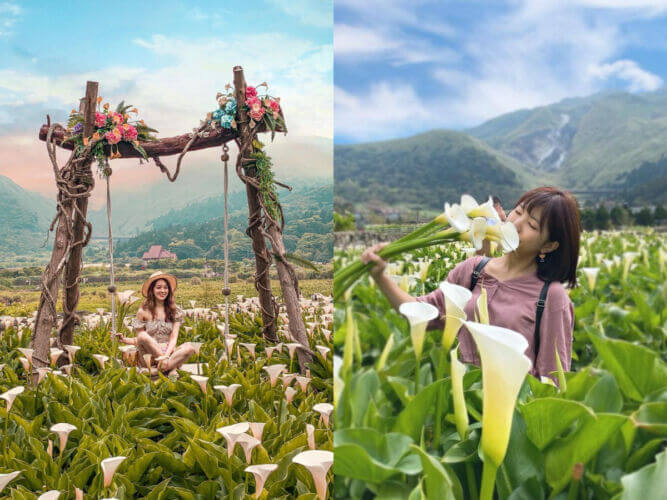  採海芋上陽明山！2021竹子湖海芋季 5 間熱門打卡海芋田推薦 