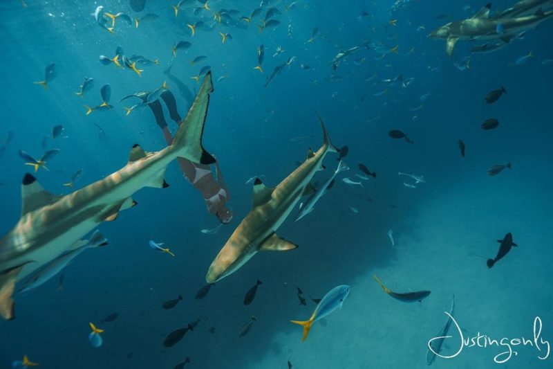 帛琉景點鯊魚城