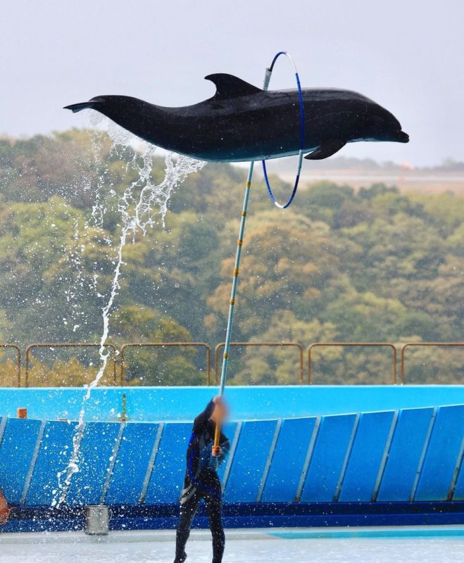 和歌山冒險大世界海豚表演
