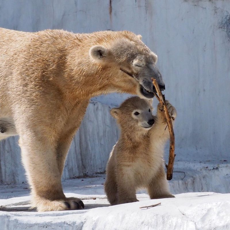 日本動物園-大阪天王寺動物園-剛出生小北極熊.