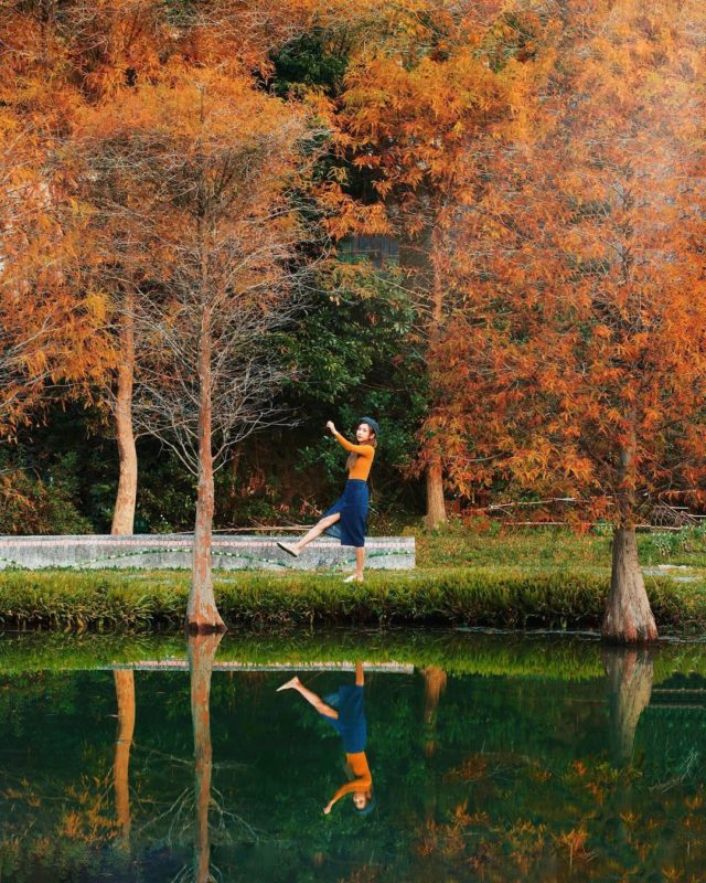 太平苗圃落羽松秘境