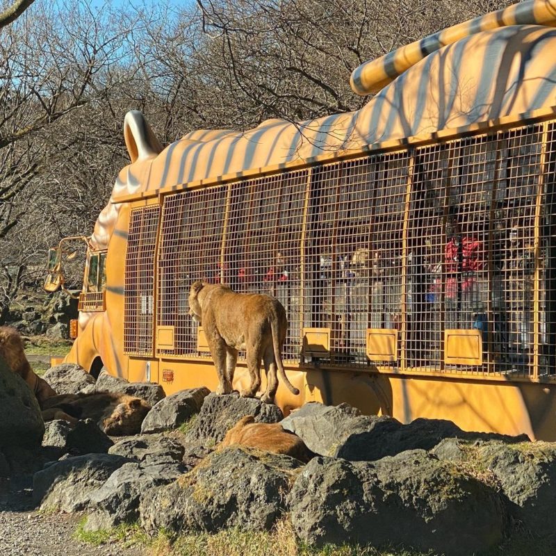 富士野生動物園遊園巴士