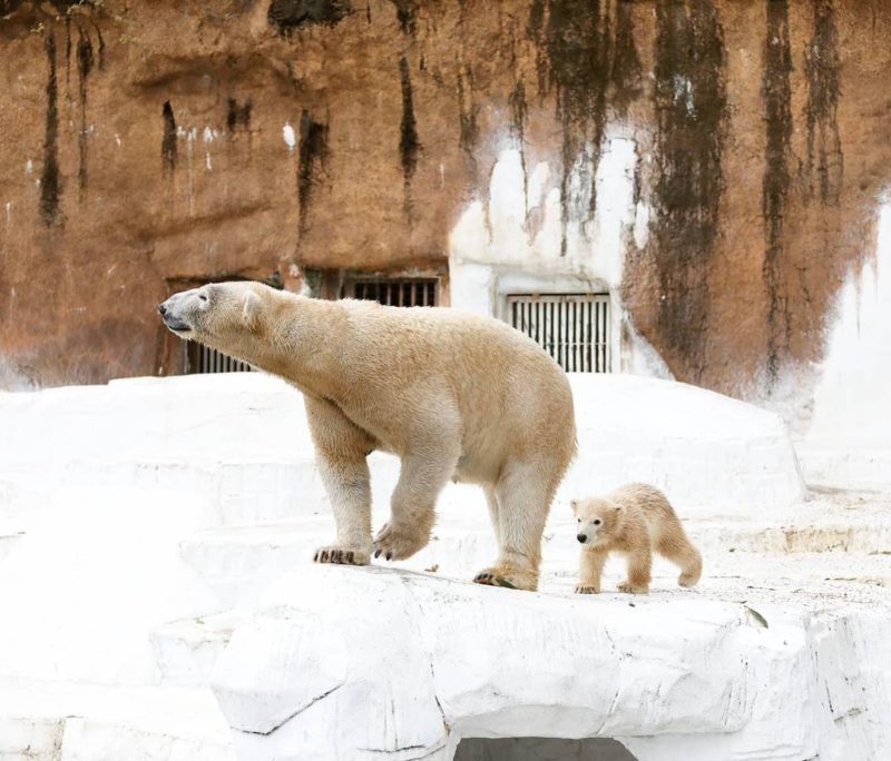 日本動物園-大阪天王寺動物園小北極熊