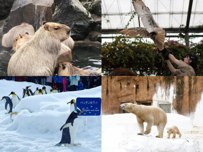 【日本景點】日本動物園懶人包，7大可愛園區特色全攻略 