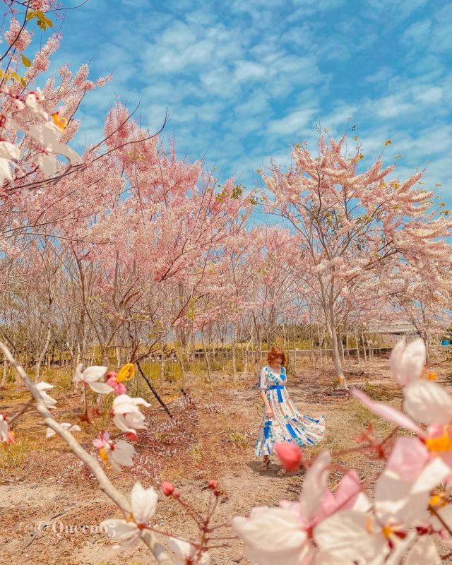 高雄美濃景點花旗木