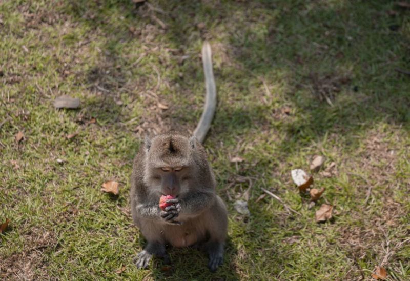 猴子也對月餅愛不釋手 圖／新竹市立動物園