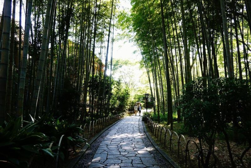 修善寺溫泉 竹林小徑