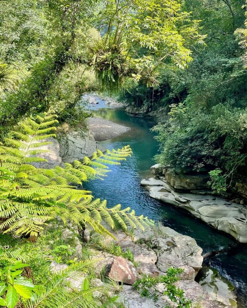 新北景點金瓜寮魚蕨步道