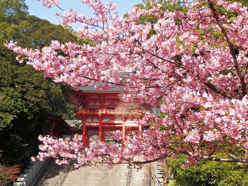 日本動漫景點｜近江神宮樓門（花牌情緣）