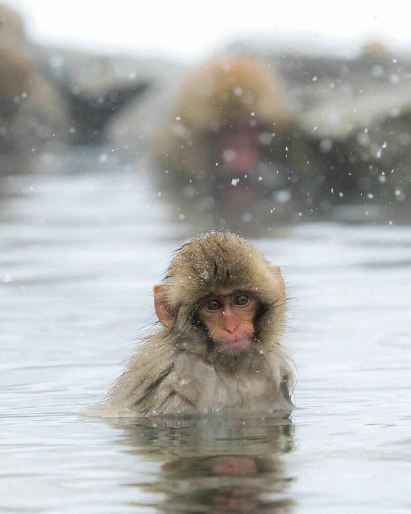 地獄谷野猿公苑