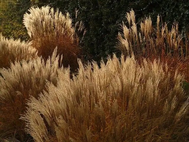 台中 中央公園