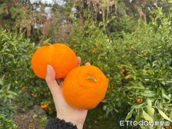 有林橘園감귤따기 제주유림