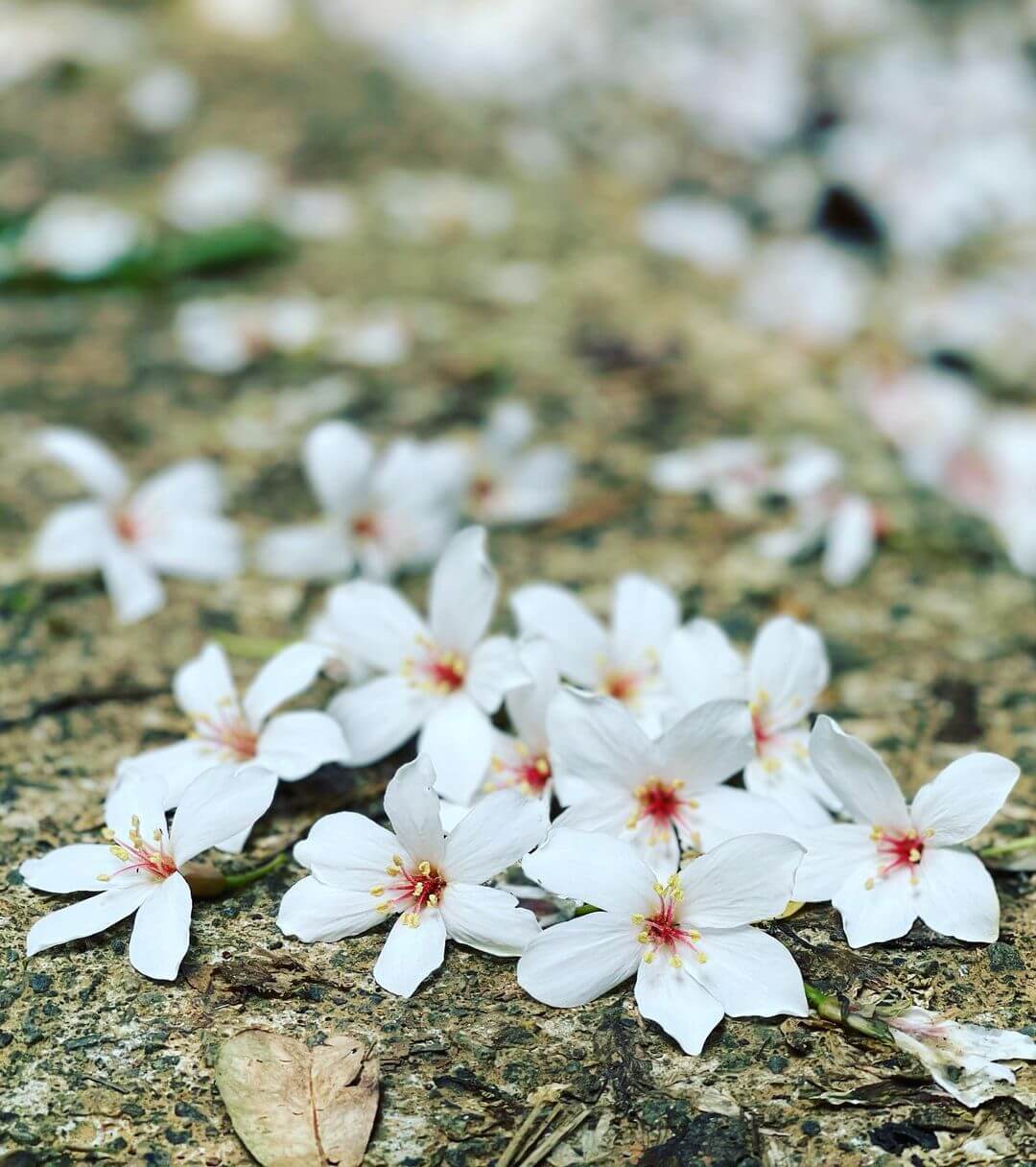 全台景點|2024浪漫四月雪來襲,精選全台13個最佳觀賞油桐花地點!