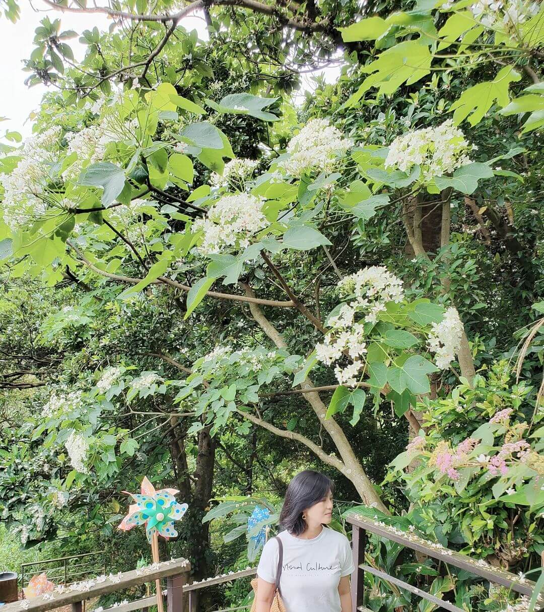 全台景點|2024浪漫四月雪來襲,精選全台13個最佳觀賞油桐花地點!