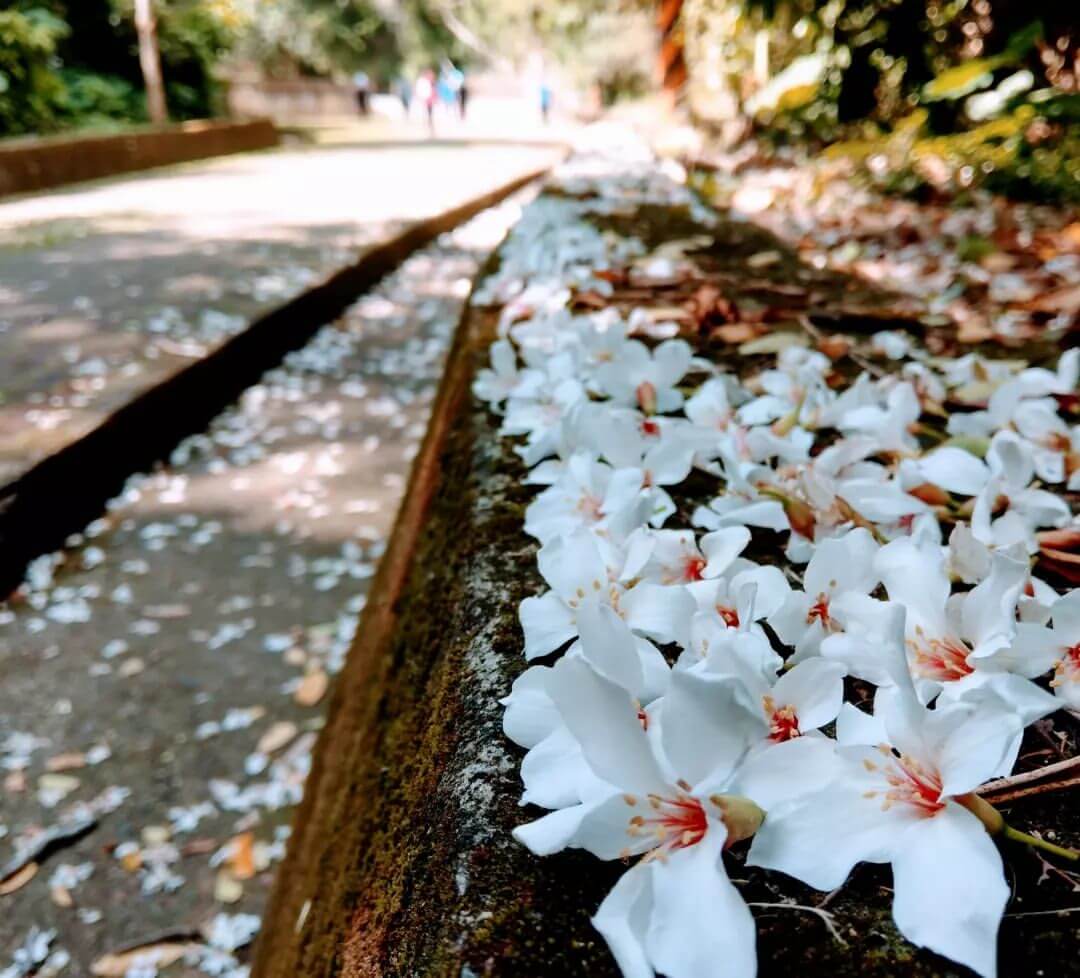 全台景點|2024浪漫四月雪來襲,精選全台13個最佳觀賞油桐花地點!