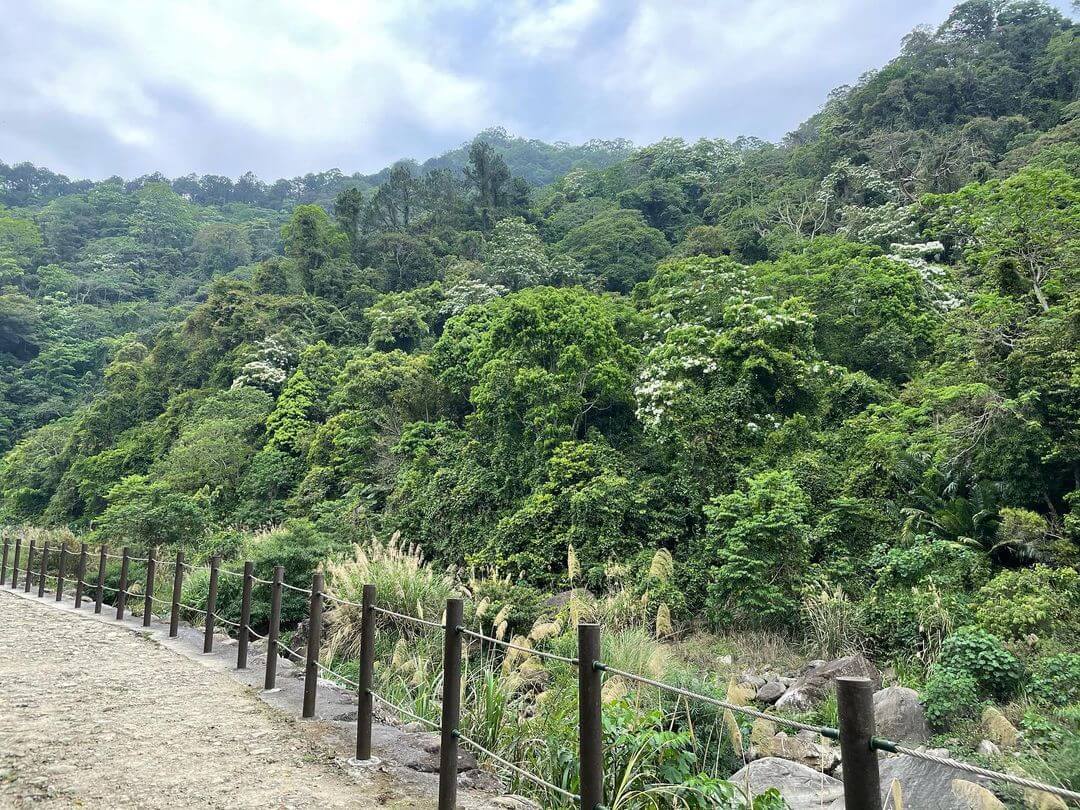 全台景點|2024浪漫四月雪來襲,精選全台13個最佳觀賞油桐花地點!