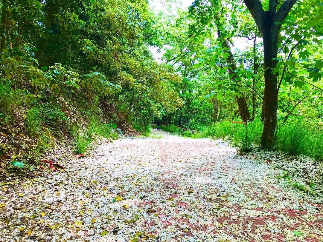 全台景點|2024浪漫四月雪來襲,精選全台13個最佳觀賞油桐花地點!