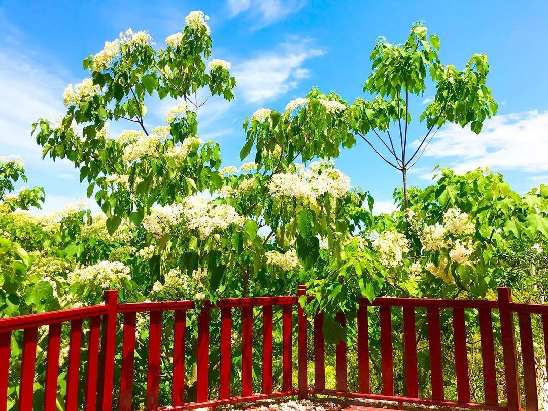 全台景點|2024浪漫四月雪來襲,精選全台13個最佳觀賞油桐花地點!