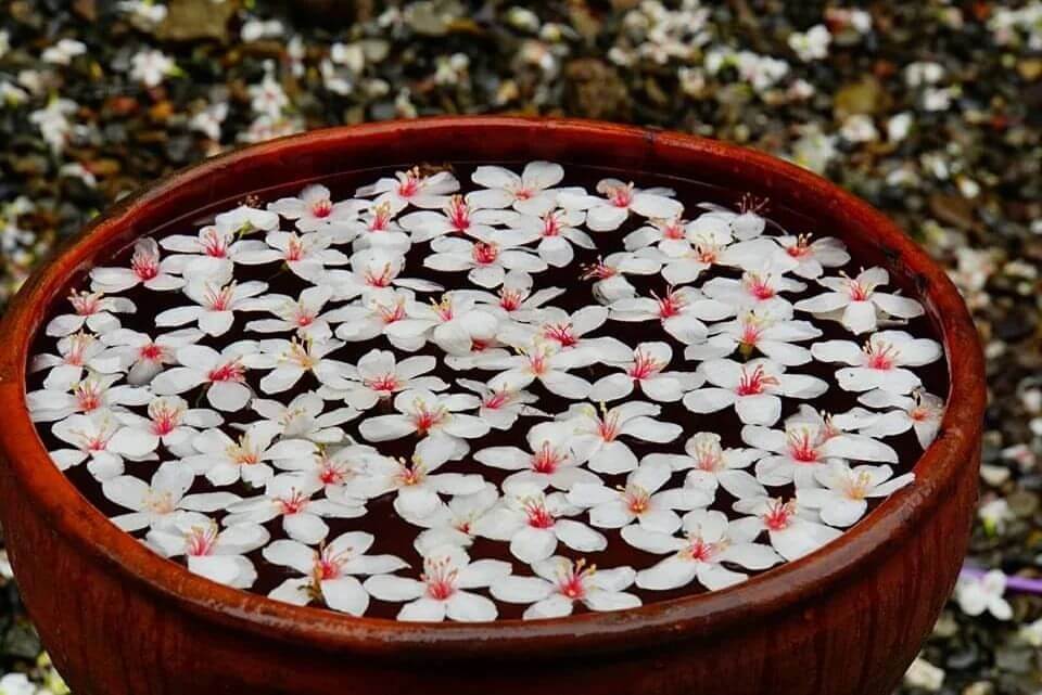 全台景點|2024浪漫四月雪來襲,精選全台13個最佳觀賞油桐花地點!