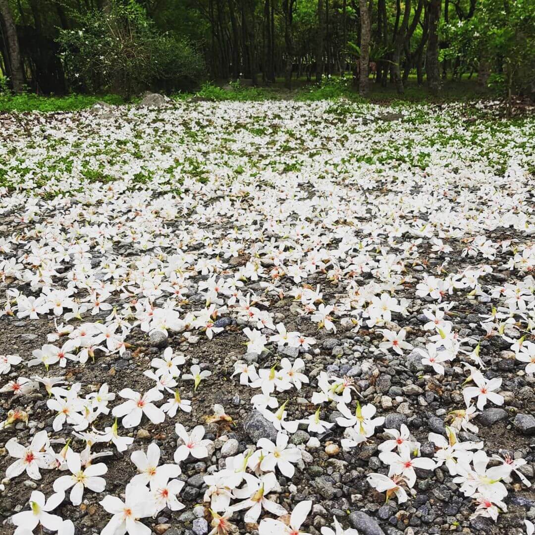 全台景點|2024浪漫四月雪來襲,精選全台13個最佳觀賞油桐花地點!