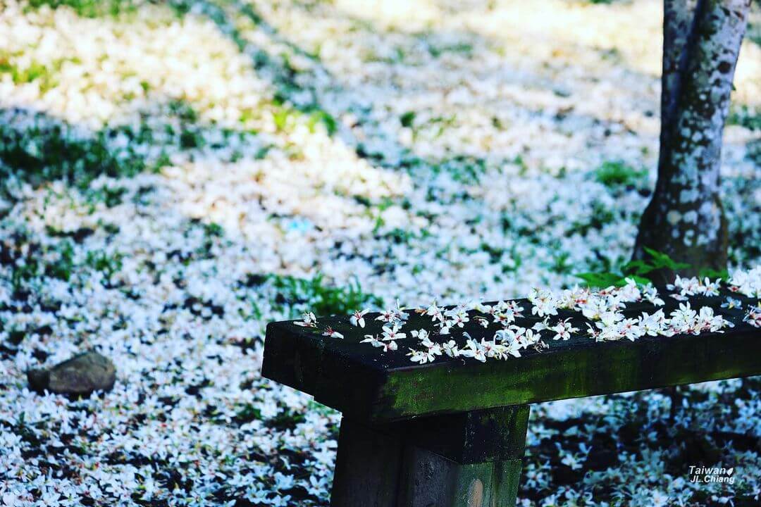 全台景點|2024浪漫四月雪來襲,精選全台13個最佳觀賞油桐花地點!