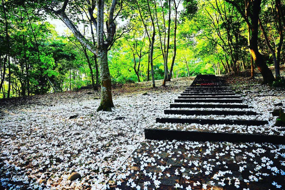 全台景點|2024浪漫四月雪來襲,精選全台13個最佳觀賞油桐花地點!