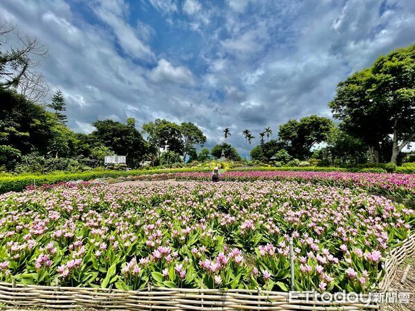 ▲「暹羅鬱金香」花海即日起至10月底登場。