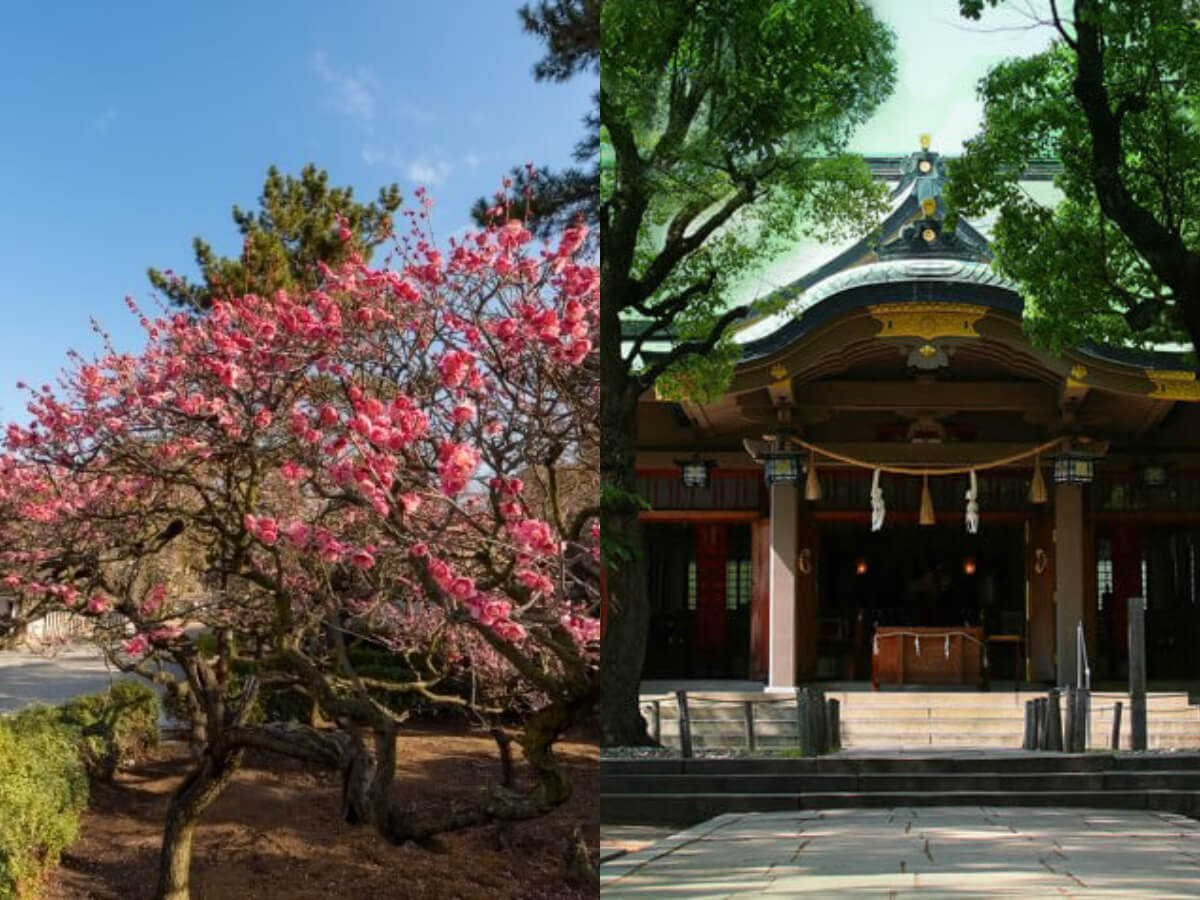 日本自由行｜到大阪賞花去！公開2025年的關西私房賞梅景點！
