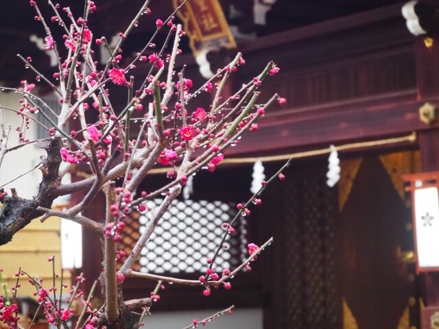 日本自由行|到大阪賞花去!公開2024年的關西私房賞梅景點!