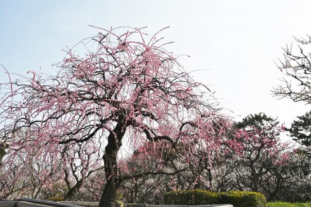 日本自由行｜到大阪賞花去！公開2024年的關西私房賞梅景點！