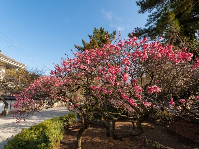 日本自由行|到大阪賞花去!公開2024年的關西私房賞梅景點!