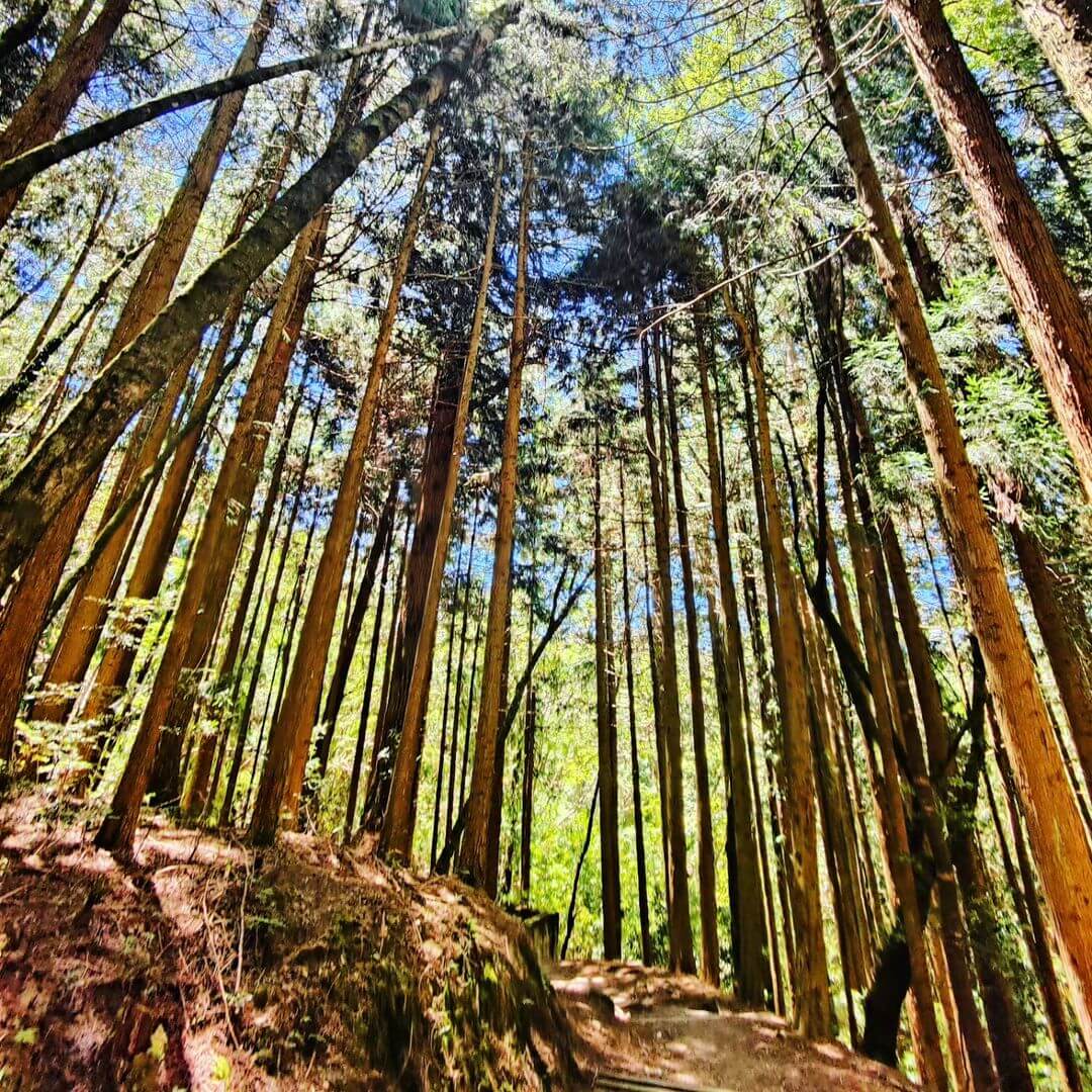 全台國家森林遊樂區｜沿著步道親近山林，讓大自然療癒身心