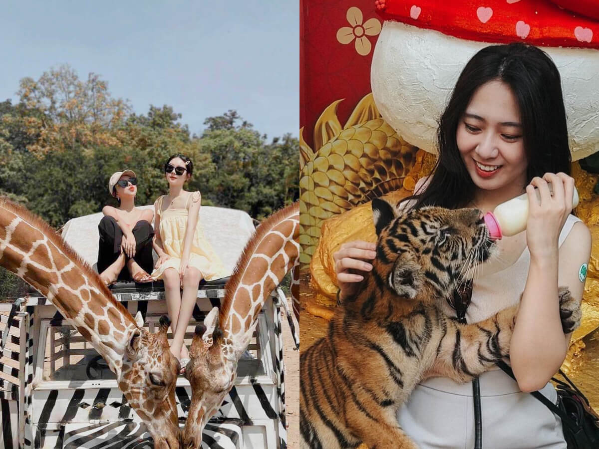 泰國自由行｜野生動物園旅遊攻略｜不用去非洲！曼谷必去三大動物園，和長頸鹿合照，小老虎近距離餵奶｜交通、購票、參觀路線