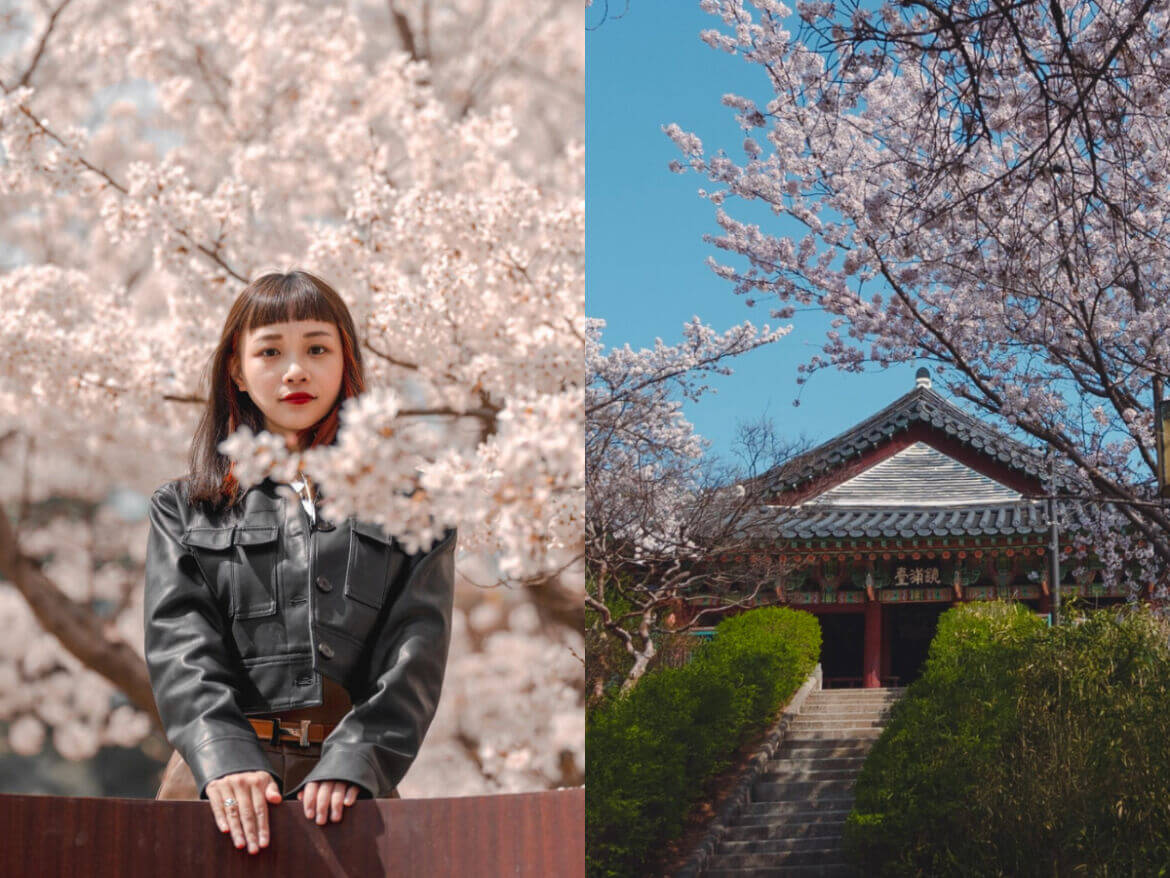 韓國景點｜2024浪漫追櫻之旅！10大賞櫻勝地懶人包，一起置身絕美的粉紅花海