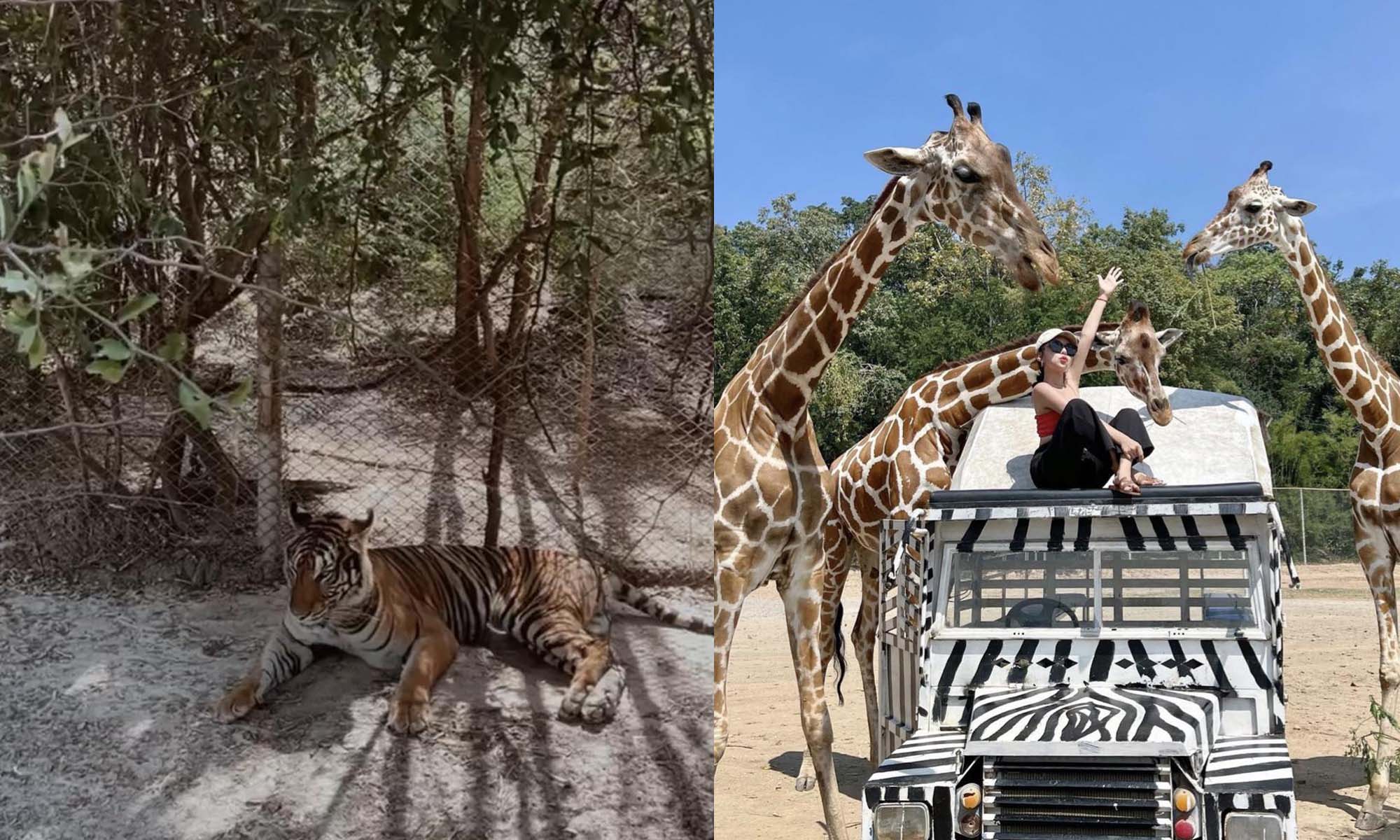 泰國自由行|野生動物園旅遊攻略|Safari Park Kanchanaburi 北碧府動物園