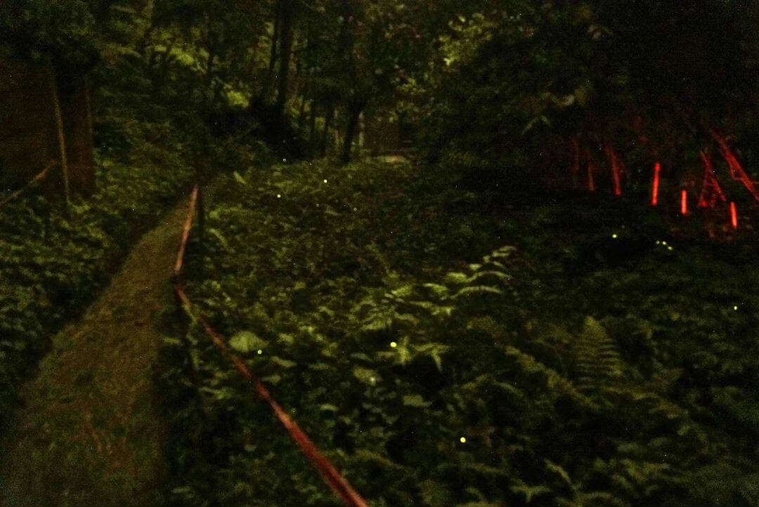 全台賞螢火蟲景點｜千蝶谷昆蟲生態農場