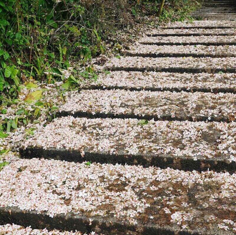 全台景點|2024浪漫四月雪來襲,精選全台13個最佳觀賞油桐花地點!