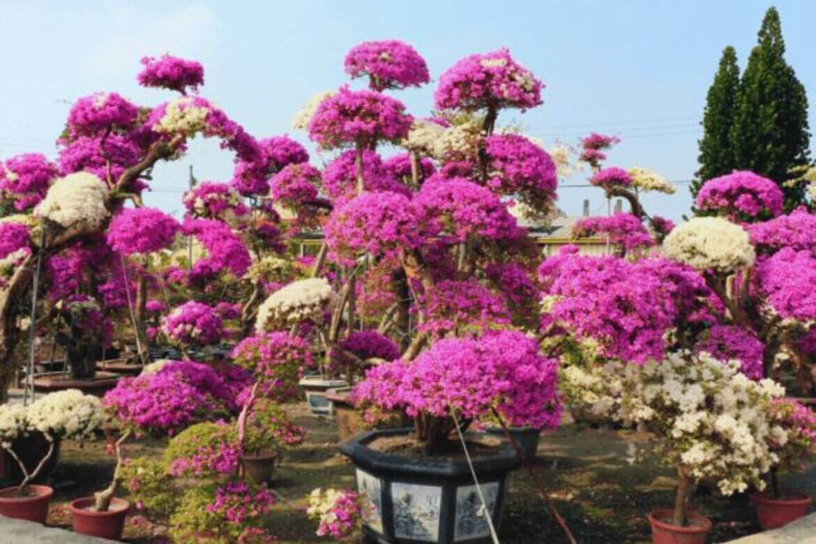 台灣景點｜花季旅遊必訪！全台九重葛花季景點推薦，盡賞浪漫粉紅花海