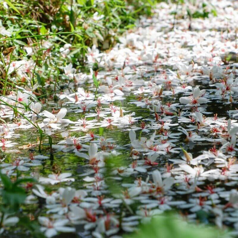 全台景點|2024浪漫四月雪來襲,精選全台13個最佳觀賞油桐花地點!