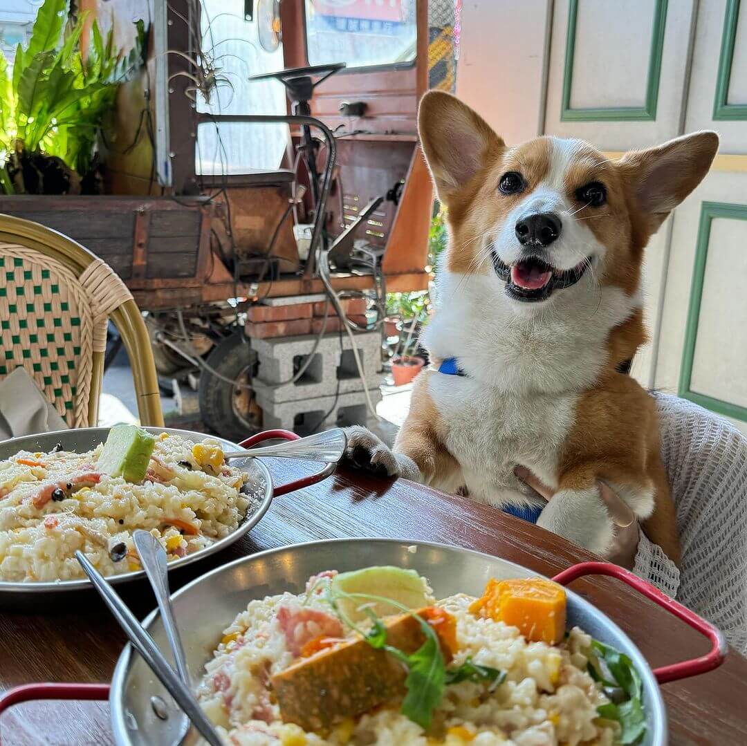 台灣中部|真·寵物友善餐廳懶人包 可落地、上椅還有毛小孩專屬餐點!