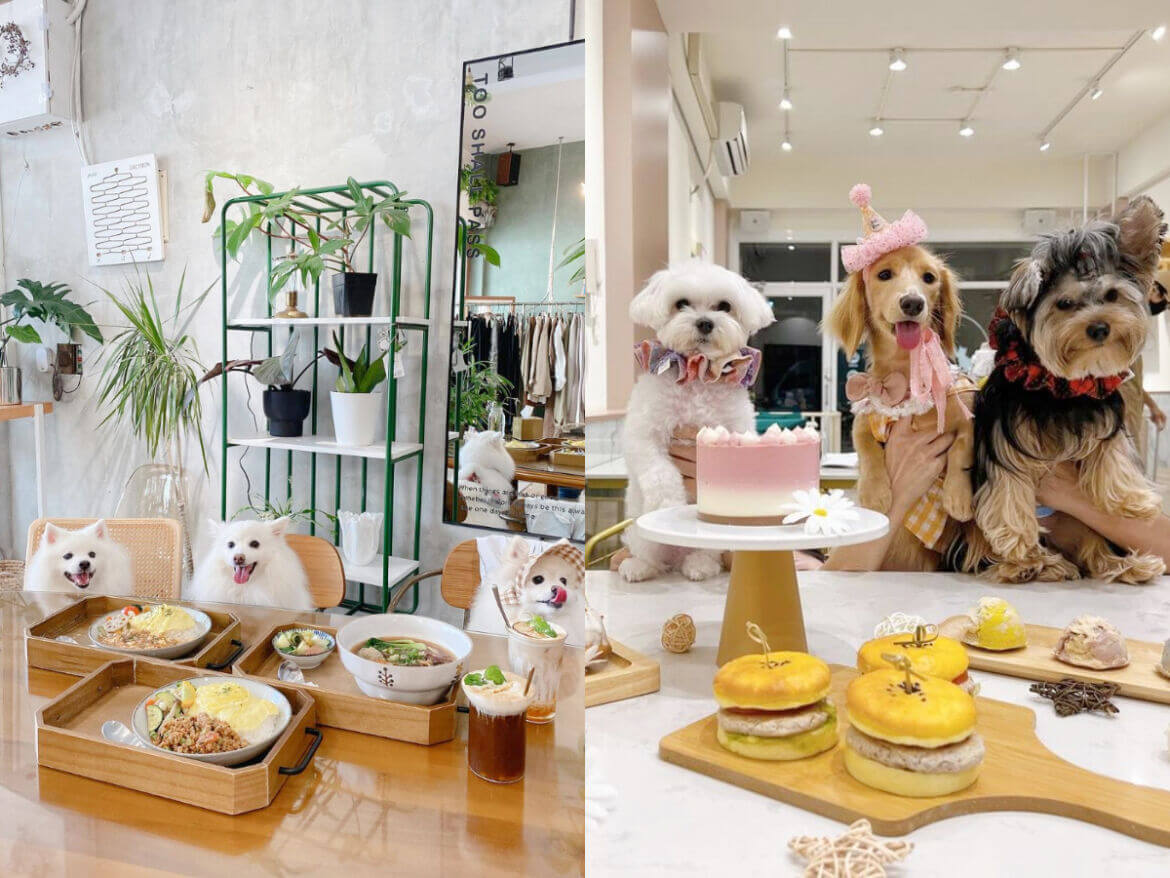 台灣南部｜盤點7間南部寵物友善餐廳，帶毛孩一起用餐玩耍，咖啡廳、熱炒店通通有！